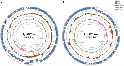 Genomic Characterization of Two Shiga Toxin–Converting Bacteriophages Induced From Environmental Shiga Toxin–Producing Escherichia coli